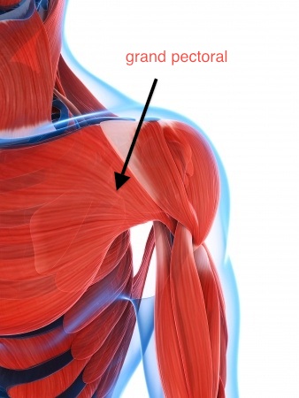 rupture du grand pectoral