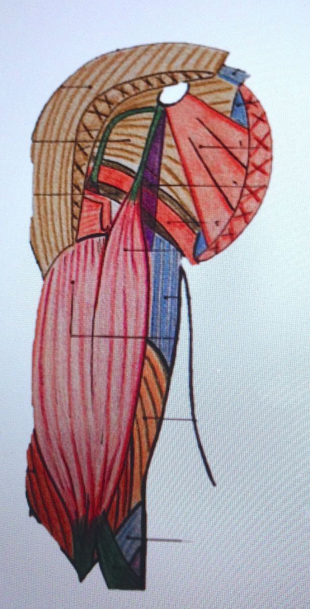 Rupture du tendon long biceps